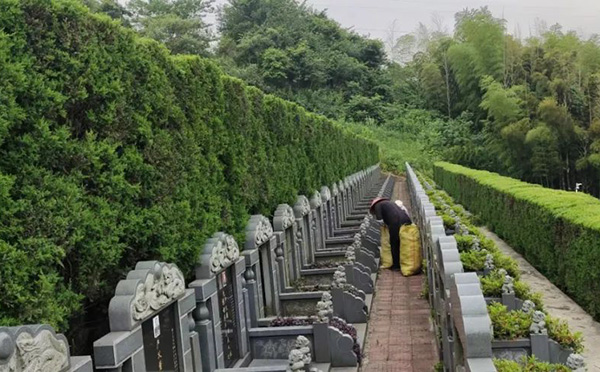 燃灯寺公墓开展墓区绿化修剪养护工作